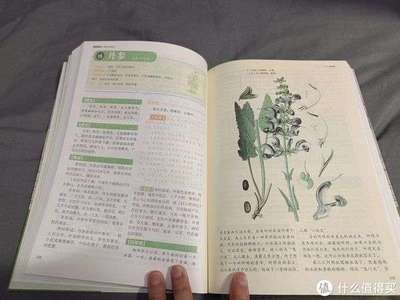 植物彩绘书籍推荐理由(彩绘植物画)