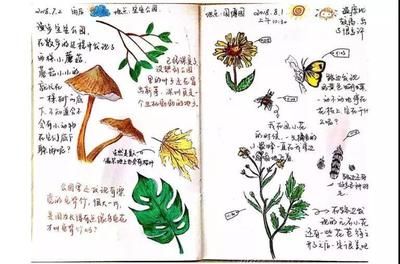 手绘植物书籍推荐图画(手绘植物图案)