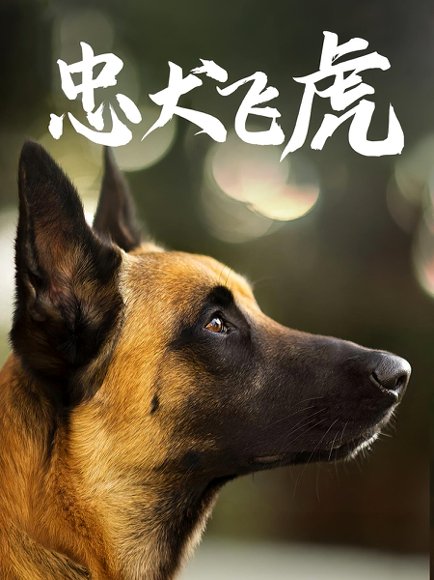 忠犬飞虎（33集）吴桂洲&谭镁纶 高清完整版